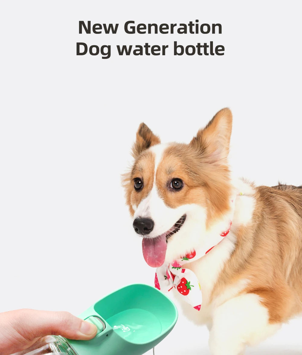 Corgi drinking on a walk