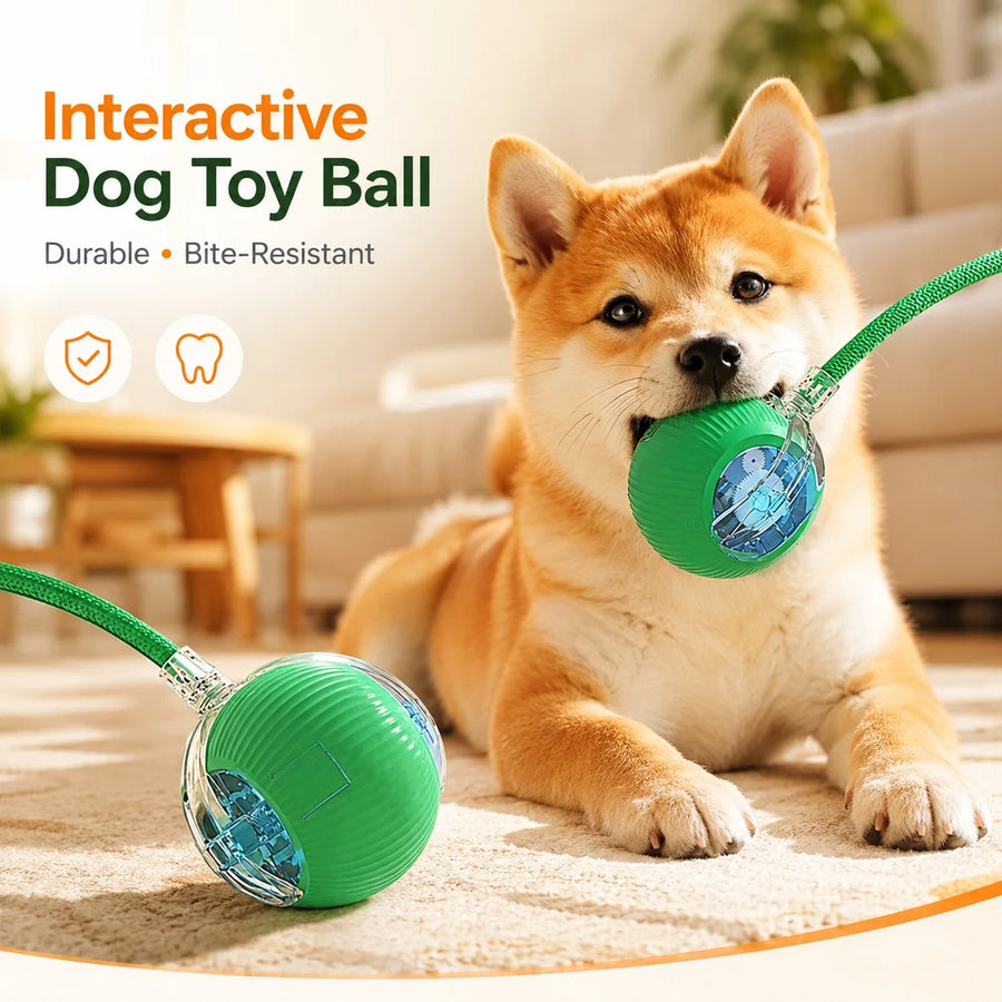 Shiba playing with the Quorix Smart Rolling Ball