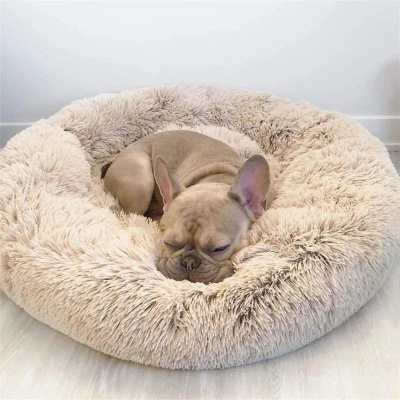 Dog resting its head on the raised rim
